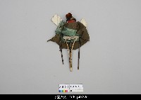 北京杖頭戲偶-花臉藏品圖，第2張